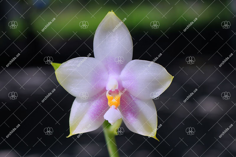 Phalaenopsis violacea alba 'Yin#2' x amboinensis semi-alba 'Yin#1'.jpg