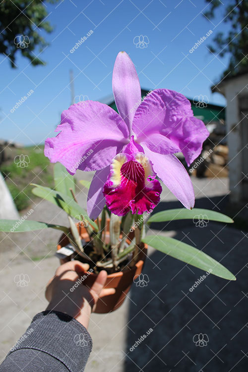 Cattleya lueddemanniana (Morena x OK-2) 'N 1' x lueddemanniana dark lip splash.jpg
