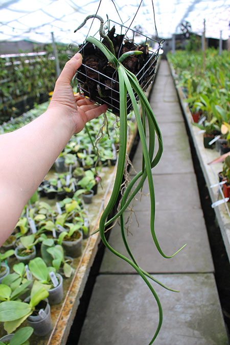 Paraphalaenopsis labukensis x Vanda denisoniana.jpg