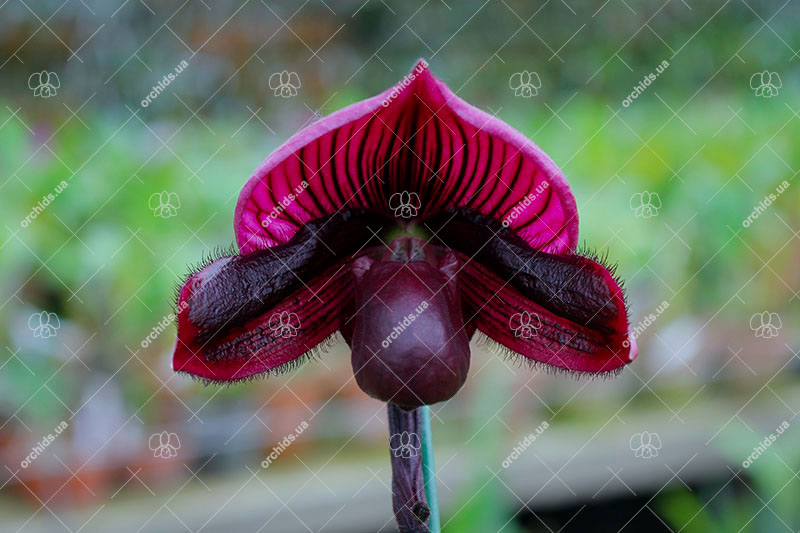 Paphiopedilum Hung Sheng Flame x Hung Sheng Ruby.jpg