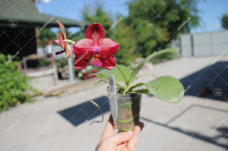 Phalaenopsis Mituo Sun 'Mituo #1' x Ld's Bear King 'YK-10'.jpg