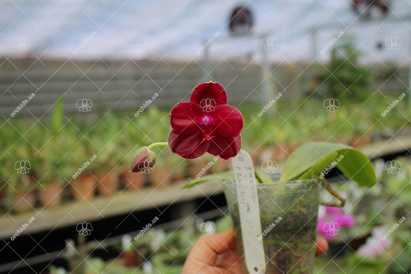 Phalaenopsis Mituo Sun x Palace Reef.jpg