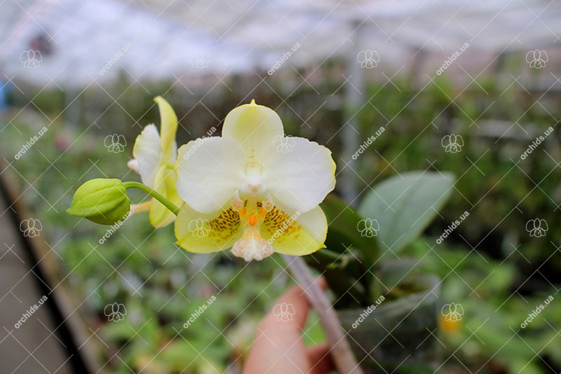 Phalaenopsis An Tai Jade'KS-1000' (4N).jpg