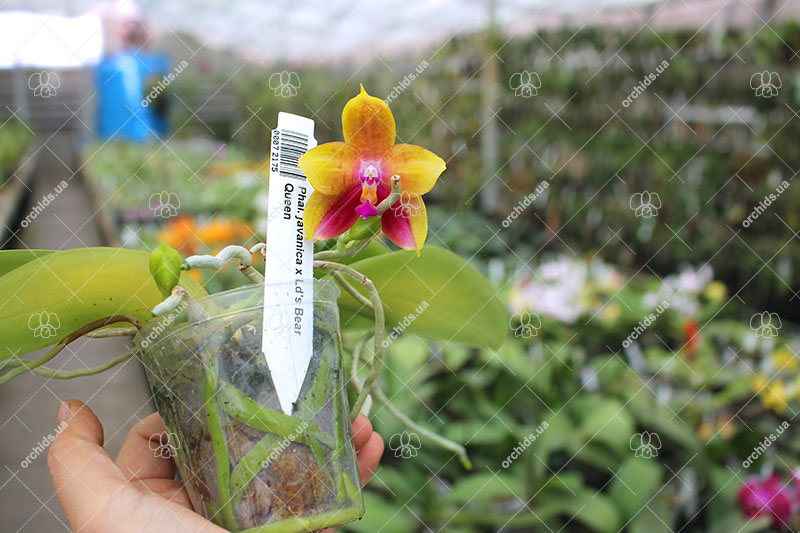 Phalaenopsis javanica x Ld's Bear Queen.jpg