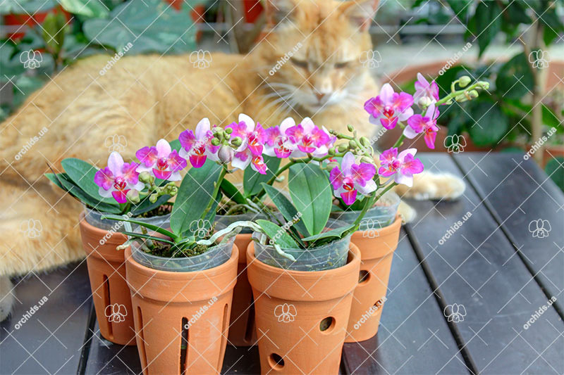 Phalaenopsis Liu's Berry 'ES'.jpg