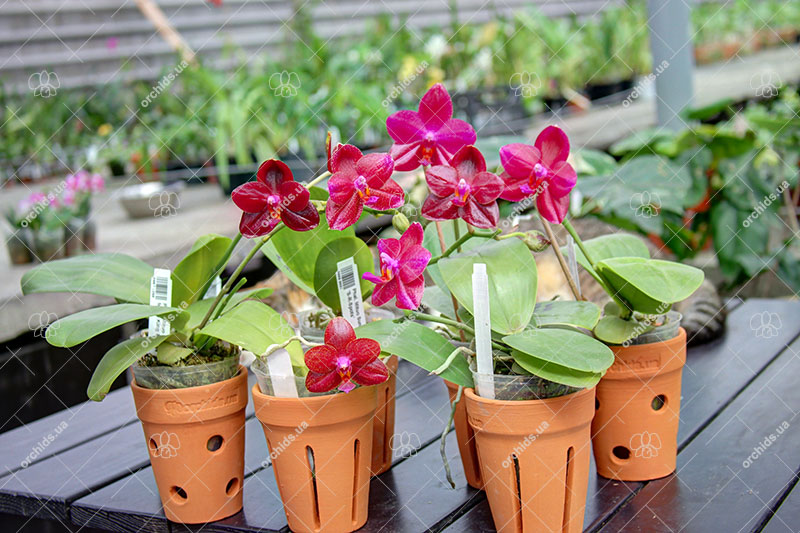 Красный фаленопсис.jpg