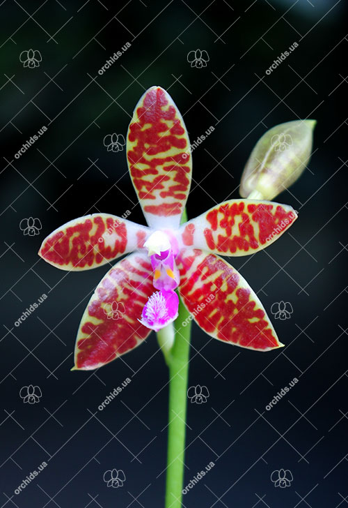 Phalaenopsis corningiana 'Chienlung' x bastianii 'CLR'.jpg