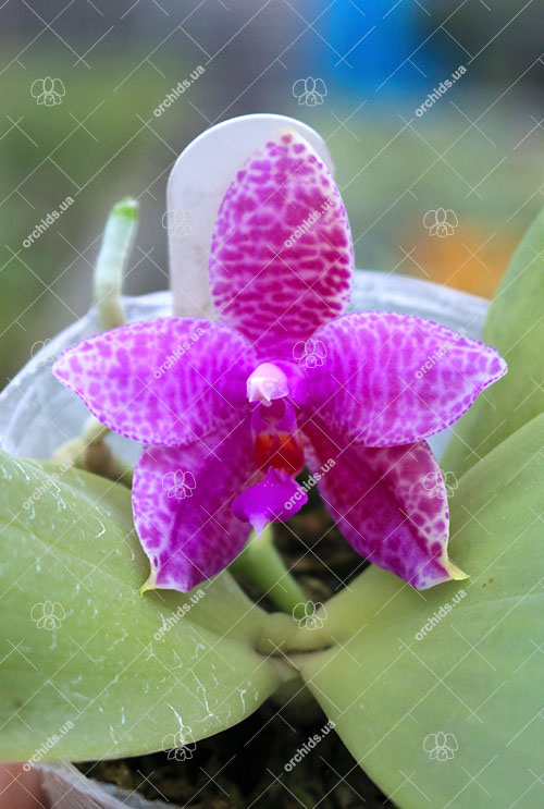 Phalaenopsis Joey x Samera indigo.jpg
