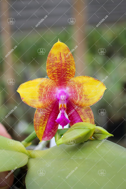 Phalaenopsis Ld's bear King 'Yk-14'.jpg