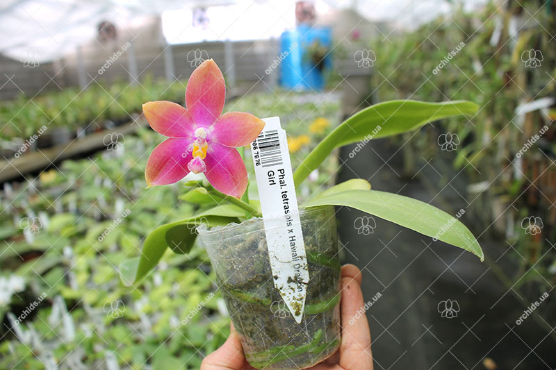 Phalaenopsis tetraspis x Hawaii Dragon Girl.jpg