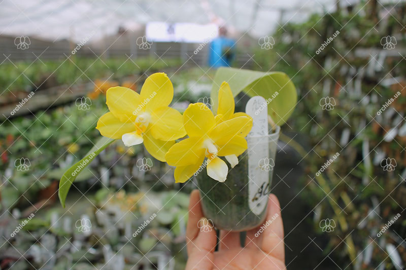 Phalaenopsis Sogo Shito x AL Redsun Queen 'Green Apple'.jpg