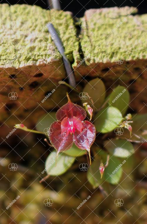 Lepanthes tsubotae.jpg