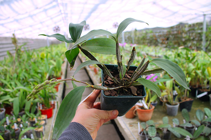 Dendrobium farmeri.jpg