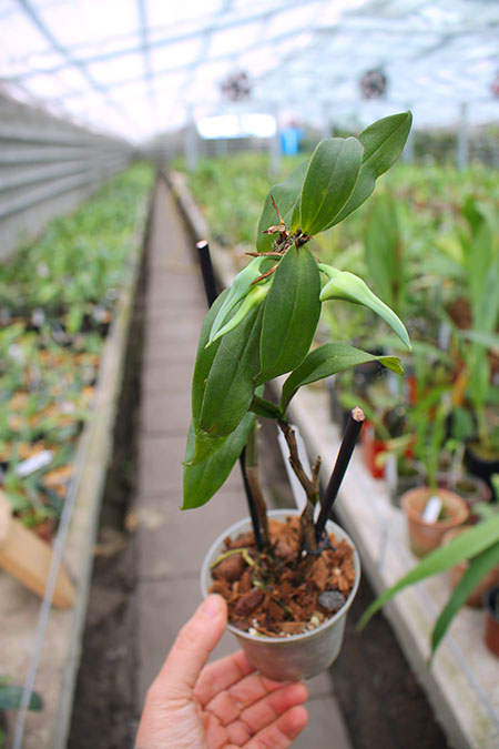 Dendrobium tobaense Giant Typ.jpg