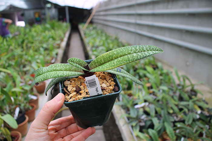 Paphiopedilum niveum x micranthum.jpg