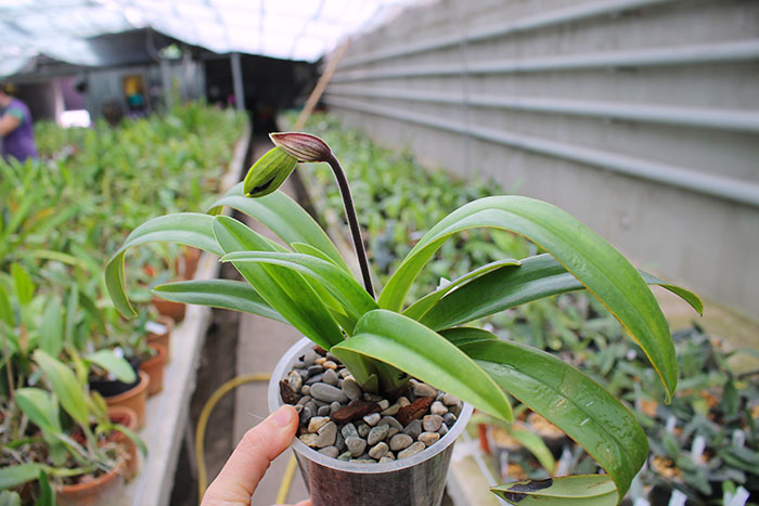 Paphiopedilum henryanum x glanduliferum.jpg