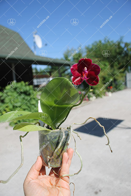 Phalaenopsis Mituo Sun 'Mituo #1' x Ld's Bear King 'RK-1'.jpg