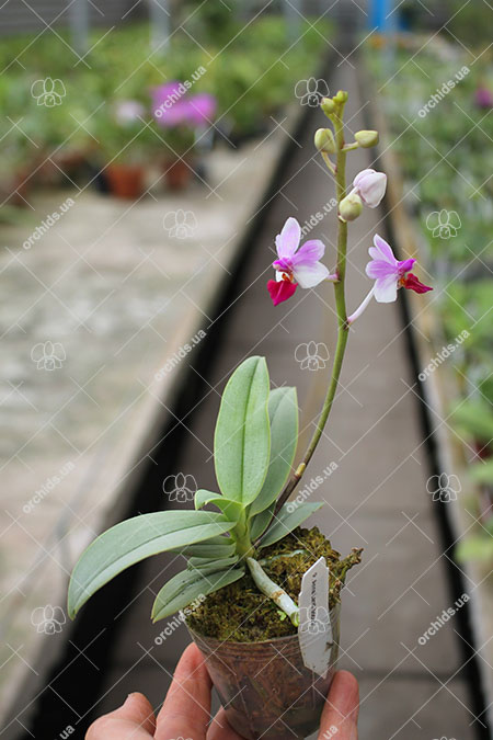Phalaenopsis Anna-Larati Soekardi 'Joseph Wu'.jpg