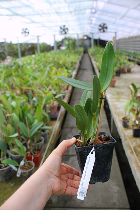 Brassolaeliocattleya Chunyeah x Brassavola digbyana.jpg