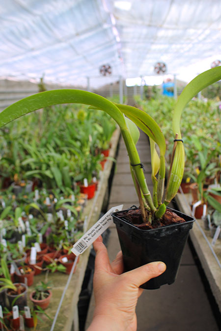 Brassolaeliocattleya Mystic Isles 'Island Mystic' x Brassocattleya Golf Green 'Hair Pig'.jpg