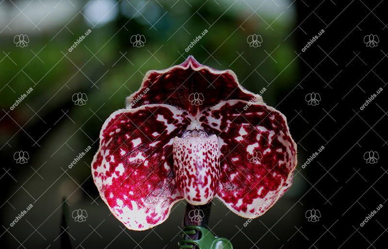 Paphiopedilum leucochilum.jpg