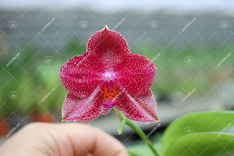 Phalaenopsis Mituo Sun x Palace Reef.jpg