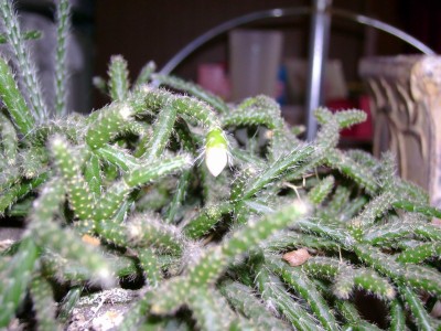 Resize of DSC00180.jpg