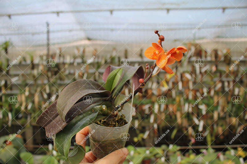 Asconopsis Irene Dobkin 'Orange'.jpg