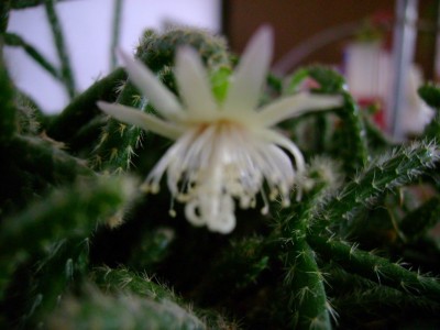 Resize of DSC00216.jpg