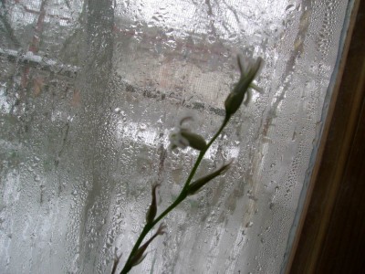 Resize of DSC00194.jpg