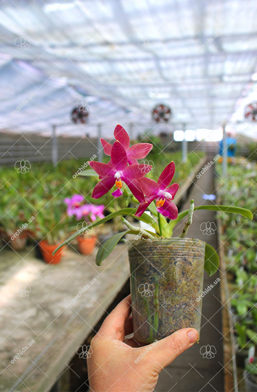 Phalaenopsis Chienlung Red King (Ld's Bear King x pulchra).jpg