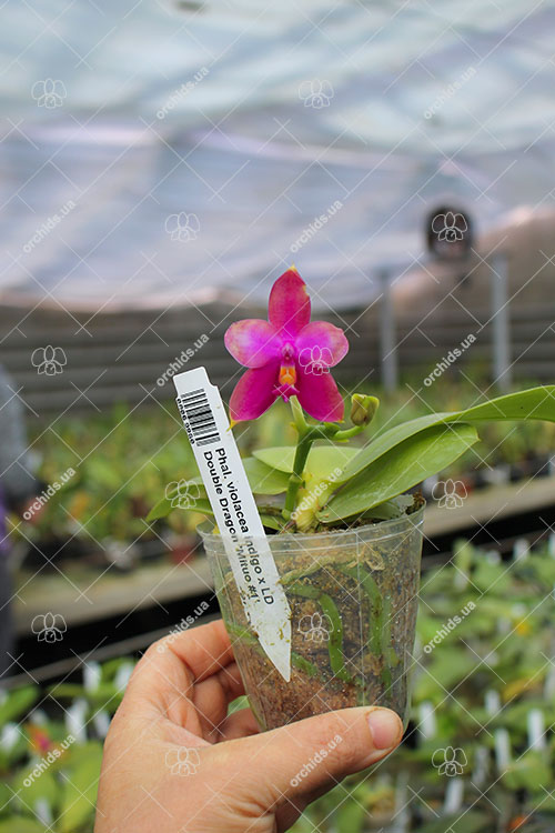 Phalaenopsis violacea indigo x LD Double Dragon 'Mituo #1'.jpg