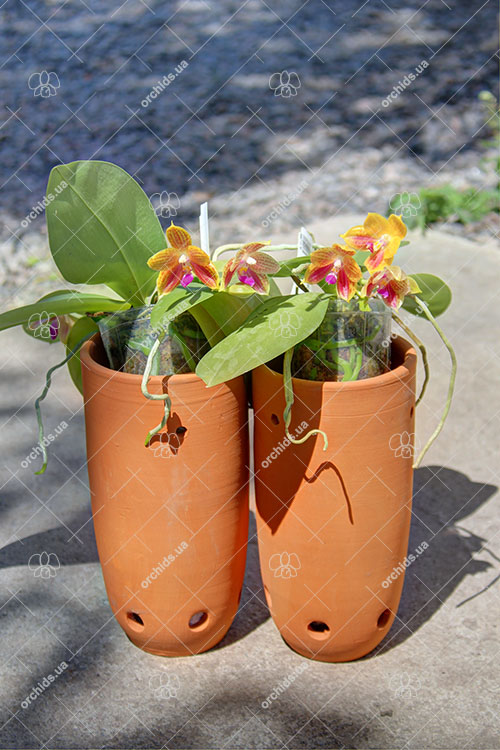 Phalaenopsis javanica x Ld's Bear Queen.jpg