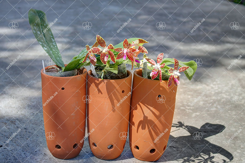 Phalaenopsis corningiana hybrids.jpg