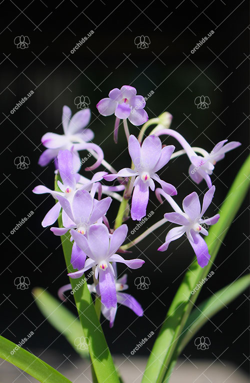 Neostylis Lou Snearly.jpg