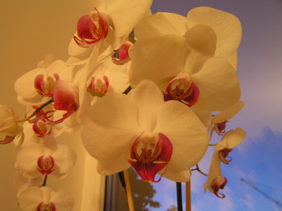 Фаленопсис 22.jpg