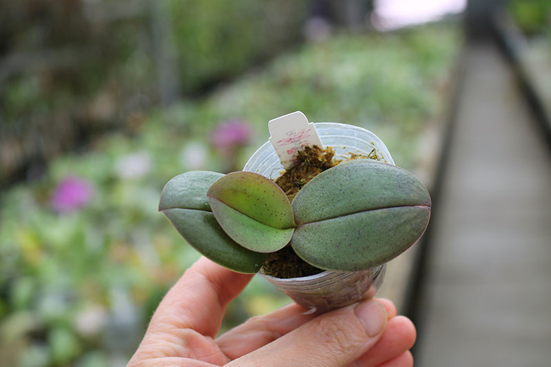 Phalaenopsis Ho's Amaglad.jpg