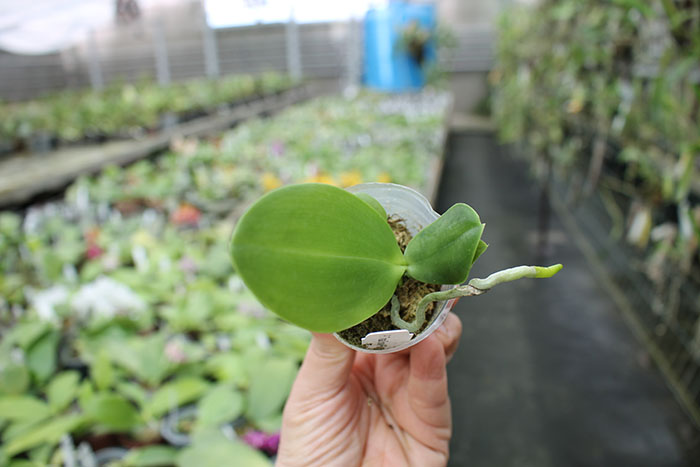 Phalaenopsis Tristar Snow Princess 'Tristar'.jpg