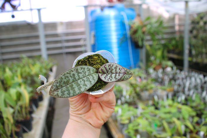 Phalaenopsis (schilleriana x phillipenesis) 'Joseph Wu'.jpg