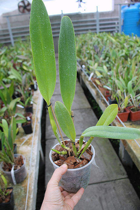 Brassolaeliocattleya Toshie Aoki 'Pizazz Subv OC'.jpg