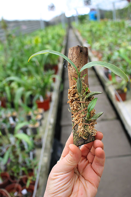 Coelogyne lindleyana.jpg