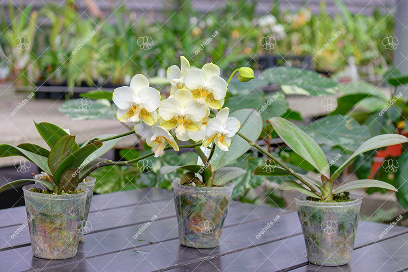 Phalaenopsis An Tai Jade'KS-1000' (4N).jpg