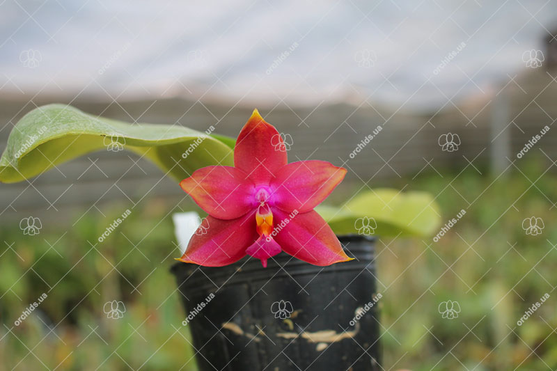 Phalaenopsis Lyndon Reflex x LD's Bear King.jpg