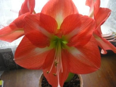 ВОТ он мой красавец бывший...