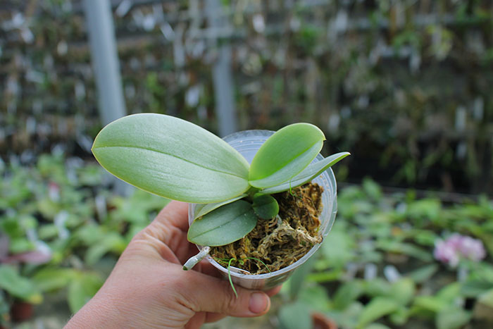Phalaenopsis gigantea x Hsinying Fanjo.jpg