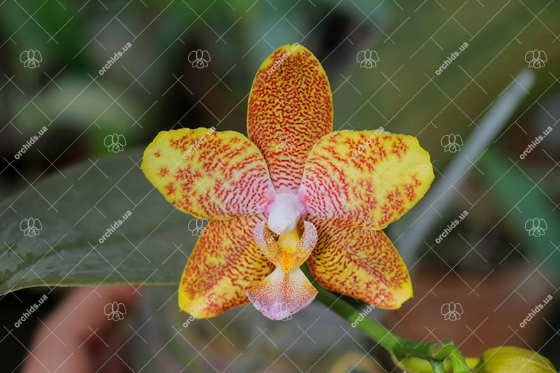 Phalaenopsis CTL Christopher 'color' x stuartiana nobilies '#1'.jpg