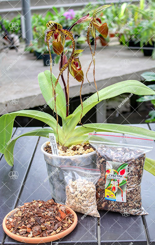 Субстрат для пафиопедилумов.jpg
