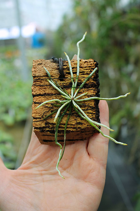 Microcoelia exilis.jpg