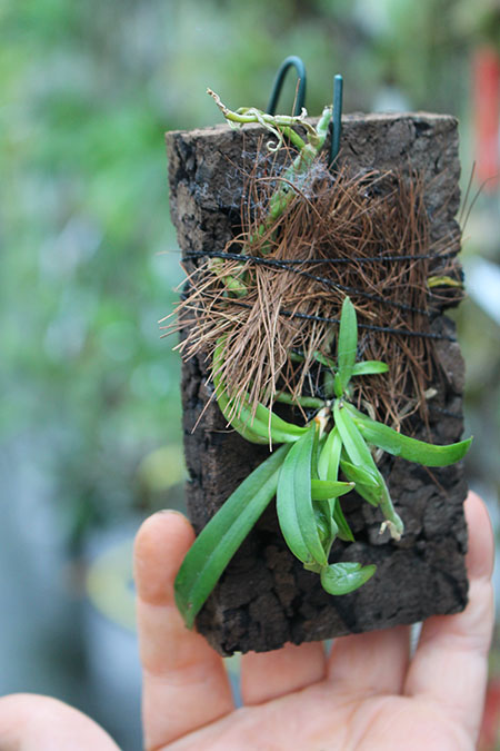 Aerangis rhodosticta.jpg