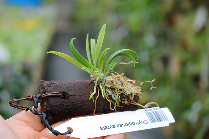 Chytroglossa aurata.jpg